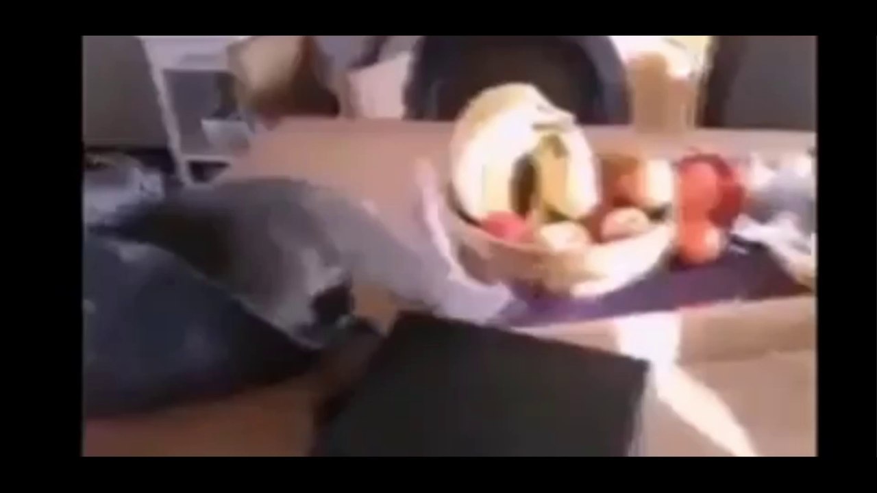 compilation chats mignon 2014