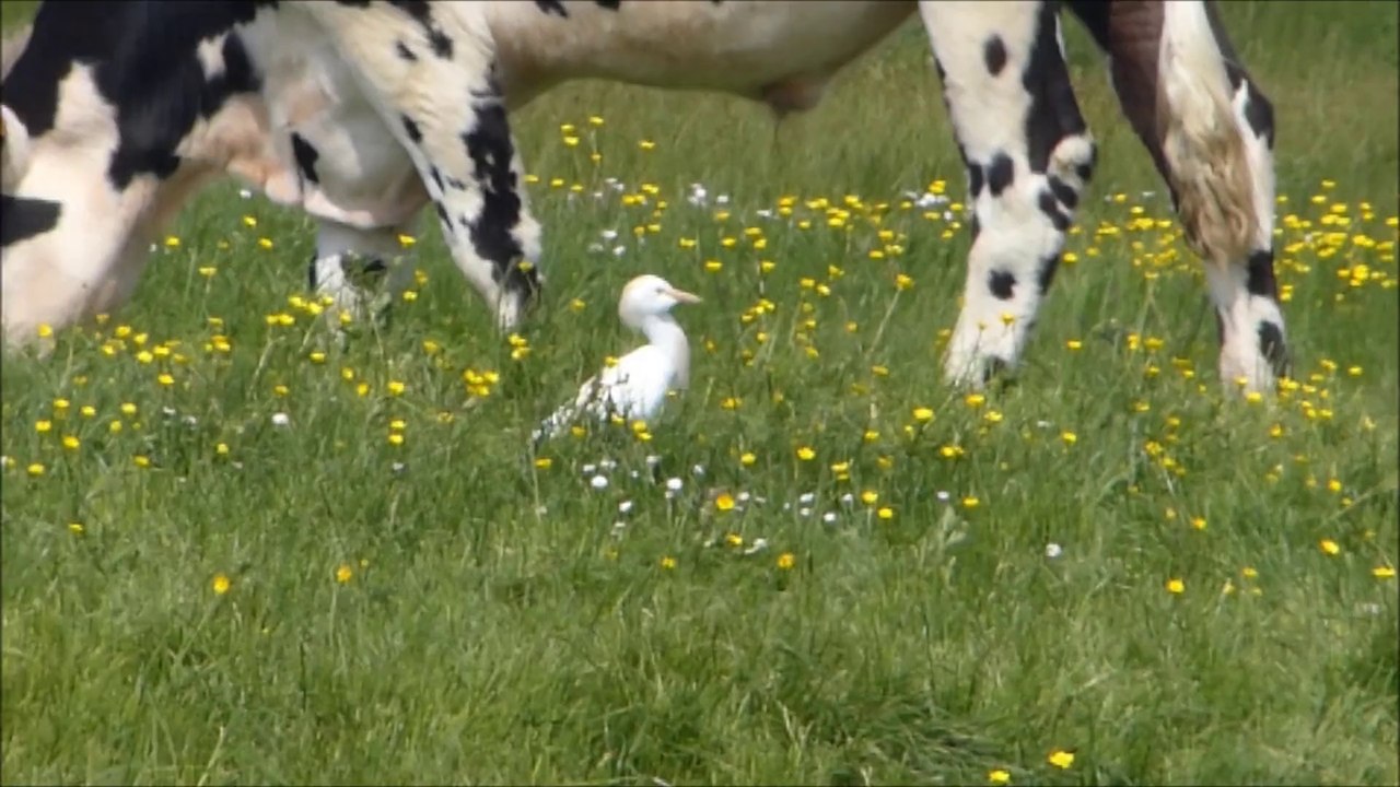 L'opportuniste, héron garde-boeufs