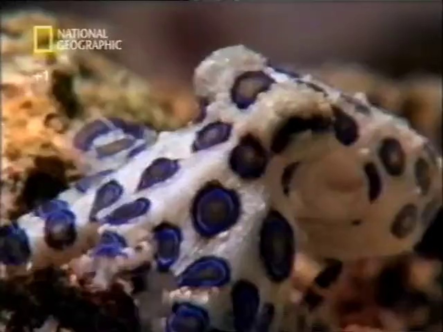 Natural bacterial weapons (Rough-skinned newt, Blue-ringed octopus)