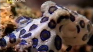 Natural bacterial weapons (Rough-skinned newt, Blue-ringed octopus)