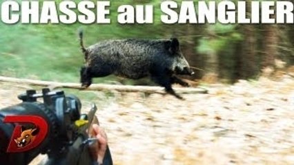 Chasse sangliers : des moments incroyables 2011-2012