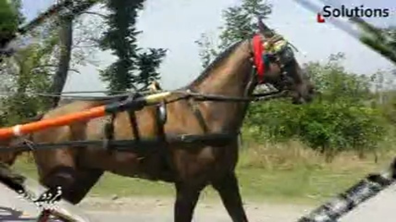 jigar badsha horse try 10-4-14