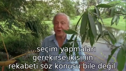 Land Invaders Amphibians