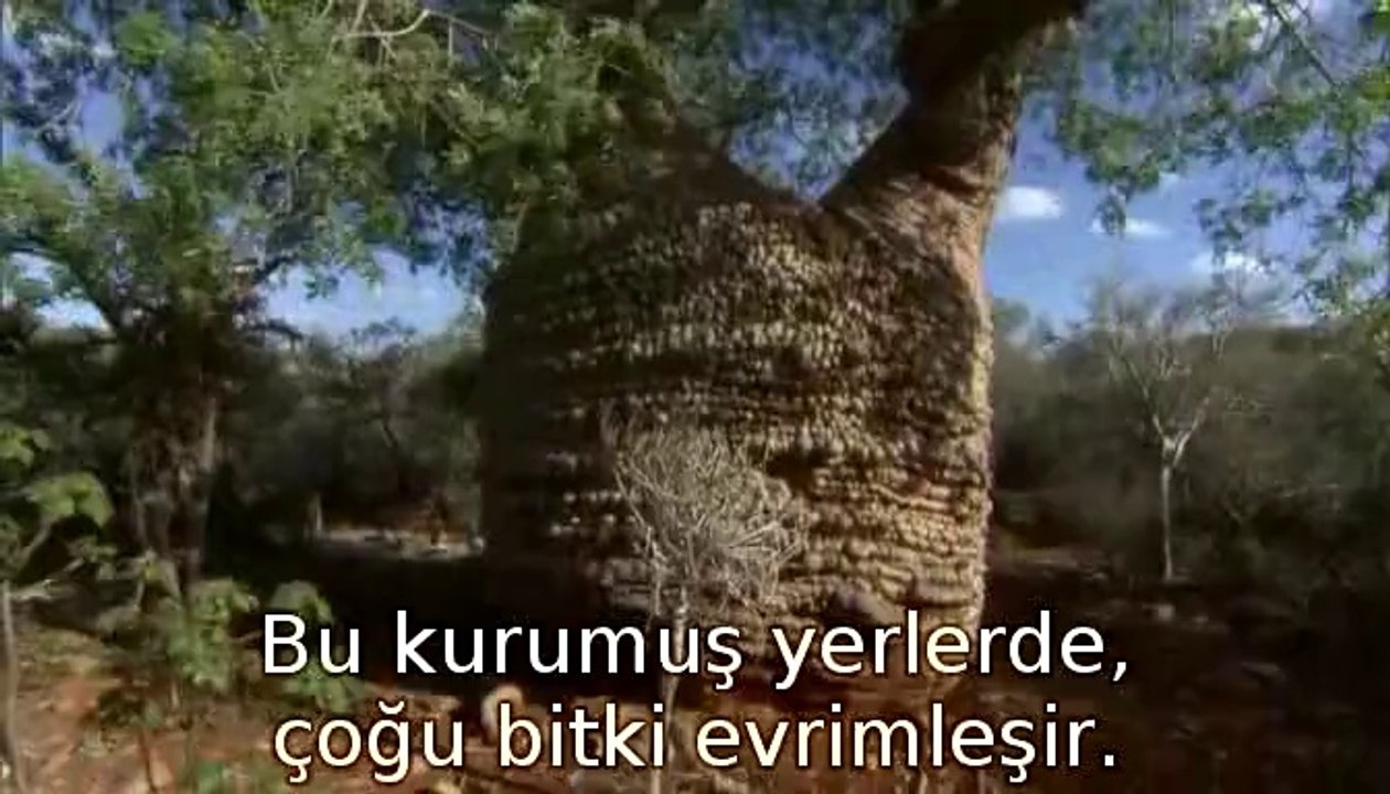 Madagaskar -  (1)