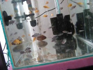 Demasoni-Msobo Magunga F1-Membe Deep Maingano F1