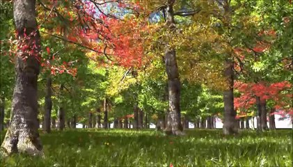 VUE Infinite Wind/Breeze Animations