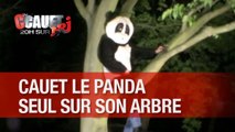 Cauet le panda reste perché seul en haut de son arbre
