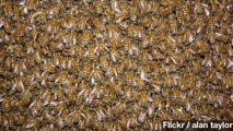 Swarm Of Bees Causes Plane To Turn Around Mid-Flight