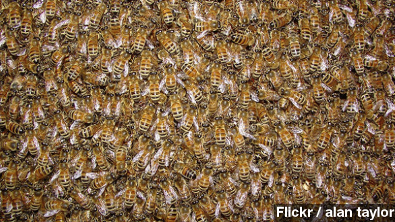 Swarm Of Bees Causes Plane To Turn Around Mid-Flight