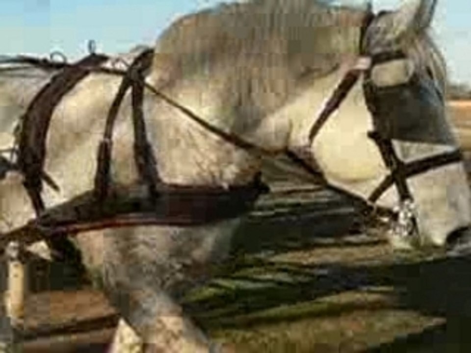 En calèche avec Prestige