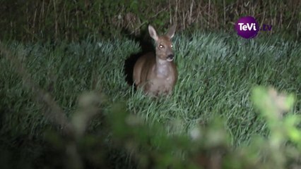 Comptage de chevreuils par la Fédération des Chasseurs