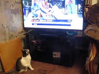 Televizyonda ki Kayakçıları Yakalamaya Çalışan Kedi :)