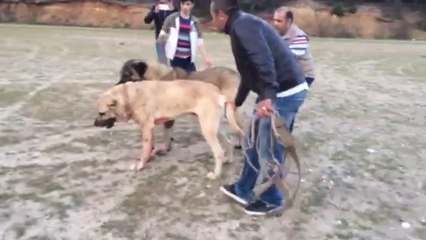 Antalyalı Dozer ve Müjdatın Baron