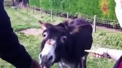 Eşeğe Acı Biber Yedirdiler!