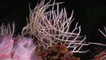 New Species of 'Killer Sea Sponges' Discovered