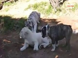 Oyun Arkadaşları Aslan,Kaplan ve Köpek