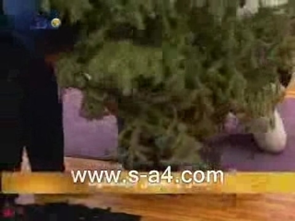 Starac4 22X1