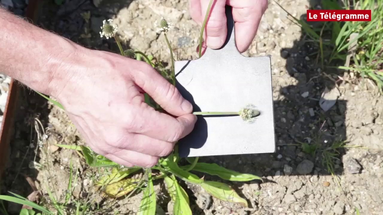 Quimper. On surveille de près les émissions de pollens