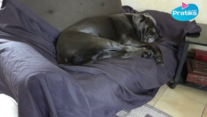 Comment apprendre à votre chien à ne pas monter sur le canapé
