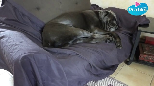 Comment apprendre à votre chien à ne pas monter sur le canapé