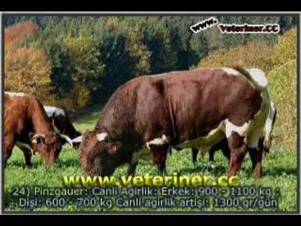 etci_sigirlar