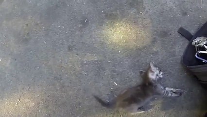 Yangından zehirlenen kediyi itfaiyeci hayata döndürüyor!!