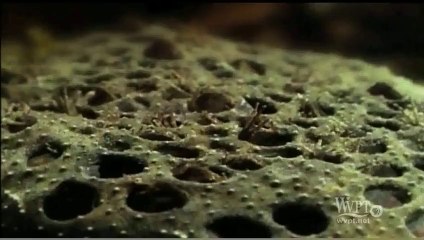 Surinam kurbağasının doğumu tüylerinizi diken diken edecek!!