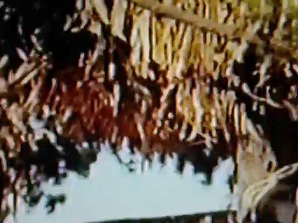 Extrait du film "Los Pascoleros tarahumaras 85"