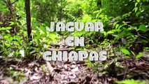 La huella del jaguar: Jaguar en Chiapas : Nature Calls (promo)