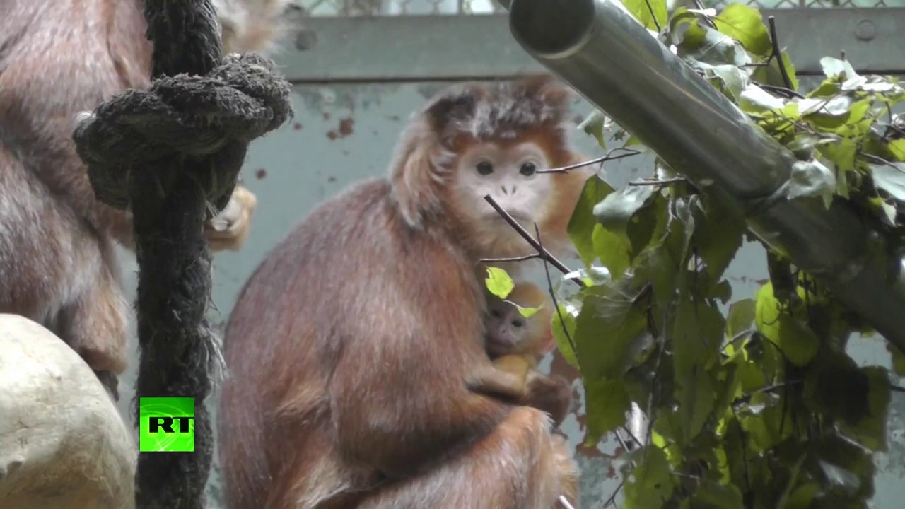 Monkey Melee: Females fight over newborn primate at Berlin Zoo