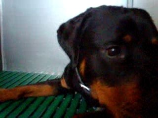 Uzzie ma chienne, en salle de réveille