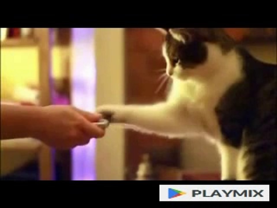 Cat is a Quick Learner