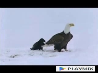 Ravens are Quite Clever