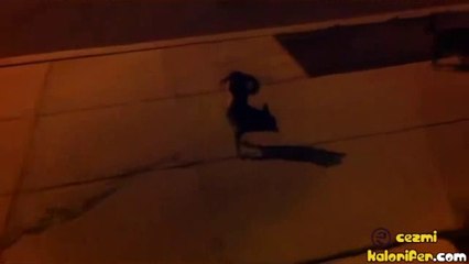 Akrobatik İşeyen Köpek