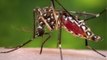 Mosquitoes with Wolbachia bacteria released to fight dengue fever