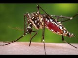Mosquitoes with Wolbachia bacteria released to fight dengue fever