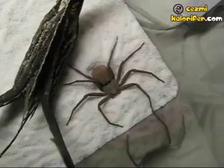 Dağ Örümceğinin Kendine Yatacak Yer Hazırlaması