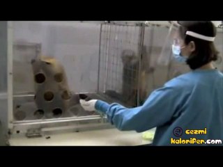 Diğerine Verilen Yemeğin Daha İyi Olmasına İsyan Eden Maymun