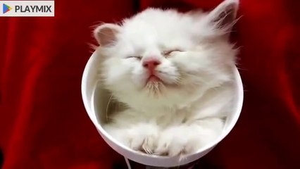 Funny Cats Sleeping in Weird Positions Compilation