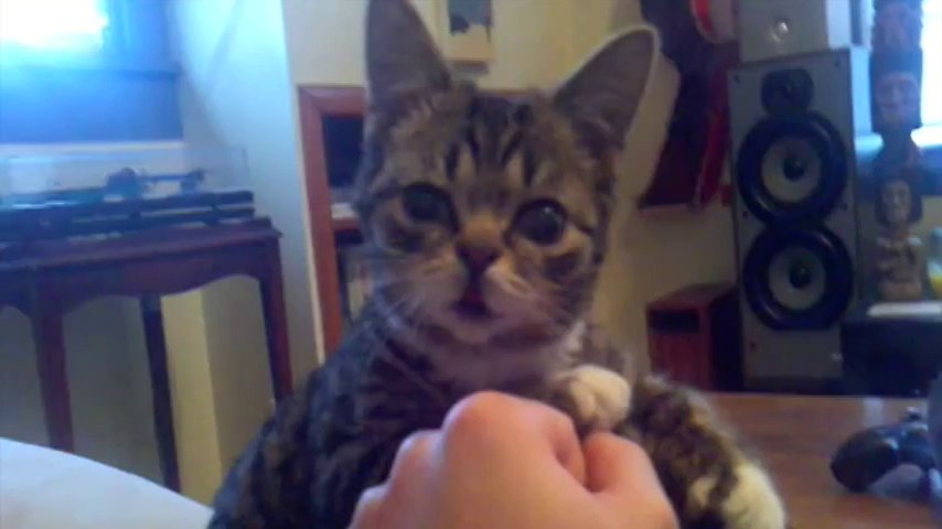 Le Plus Craquant Des Bebes Chats Jamais Vu Trop Mignon Bend