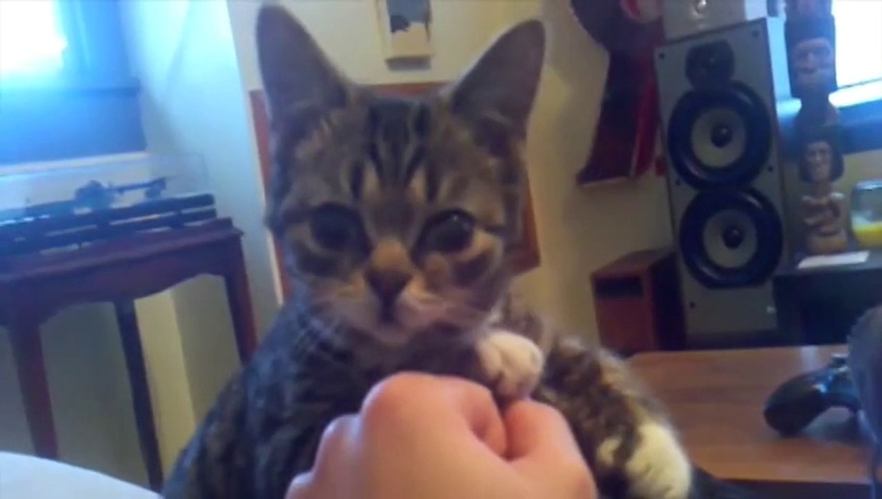 Cutest kitten ever.... Do you want the same?