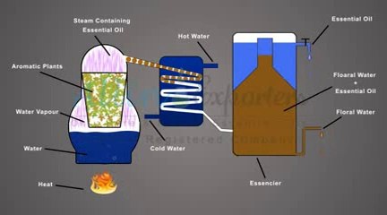 Purify aromatic compounds with steam distillation
