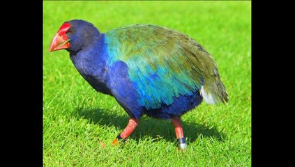 XIII° Colloque européen de Cryptozoologie (1sur2)