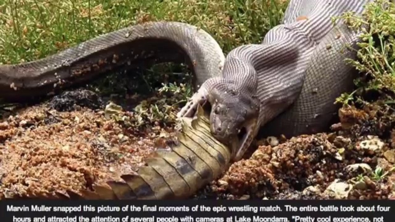 Snake_s_Last_Meal_Comes_Back_to_Bite_Her