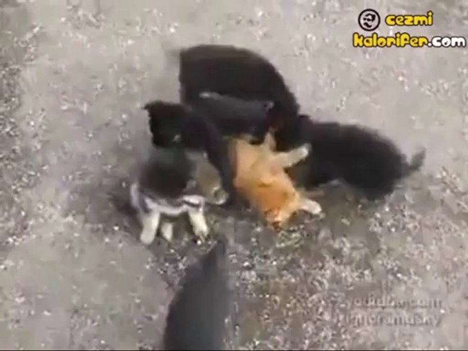 Yavru Kediyi Parçalayan Yavru Köpekler
