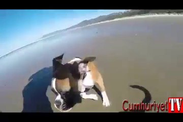 İki ayaklı köpeğin ilk kez plajı görme mutluluğu
