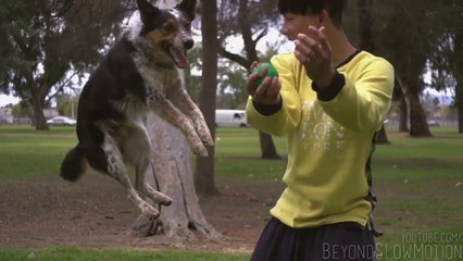 Un chien et son maître font du PARKOUR - Alex & Jumpy