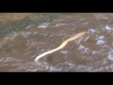 Nocera (SA) - Un pitone decapitato nel torrente Cavaiola -live- (17.04.14)