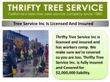 Thrifty Tree Services Inc  beverly hills