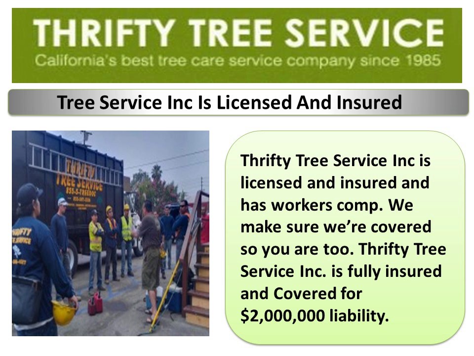 Thrifty Tree Services Inc  beverly hills